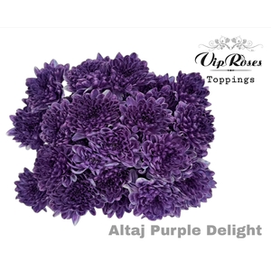 Chr T Altaj Purple Delight