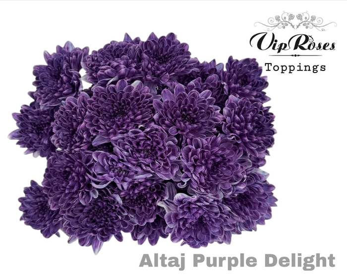 <h4>CHR T ALTAJ PURPLE DELIGHT</h4>