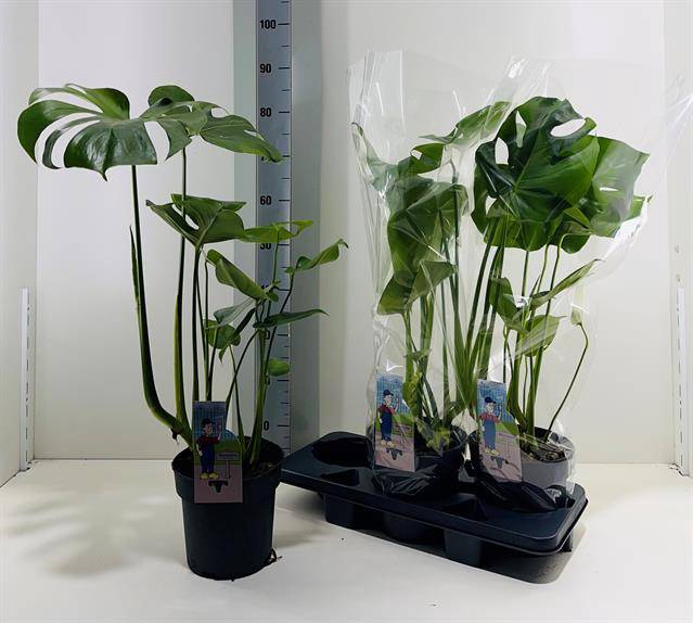 <h4>MONSTERA DELICIOSA</h4>