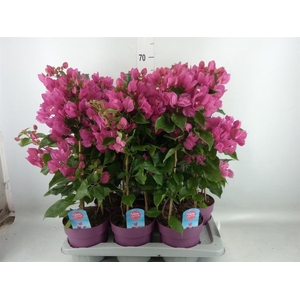 Bougainvillea  'Vera Dp Purple Imp'
