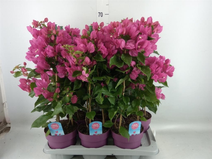 <h4>Bougainvillea  'Vera Dp Purple Imp'</h4>
