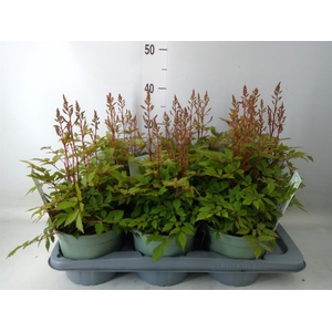 Astilbe  'Younique Pink'