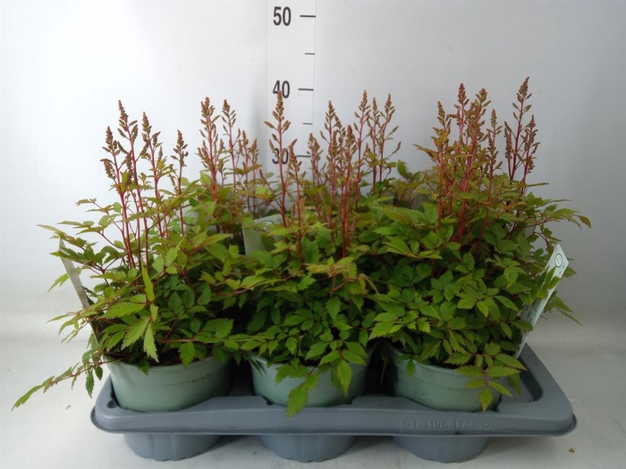 <h4>Astilbe  'Younique Pink'</h4>