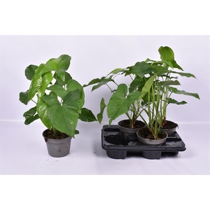 Syngonium Podophyllum Emerald Gem 15Ø 50cm