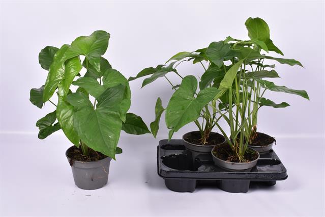 Syngonium Podophyllum Emerald Gem 15Ø 50cm