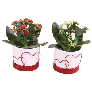 Valentine Arr. Indoor Ceramic Heart Frame pot Red Ø10cm 1PP