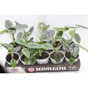 ALOCASIA DRAGON SCALE P12