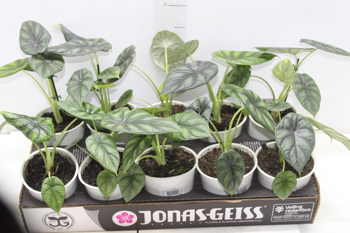 <h4>ALOCASIA DRAGON SCALE P12</h4>