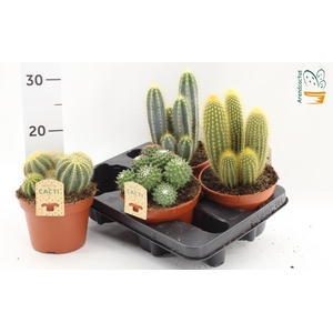 CACTUS GEM