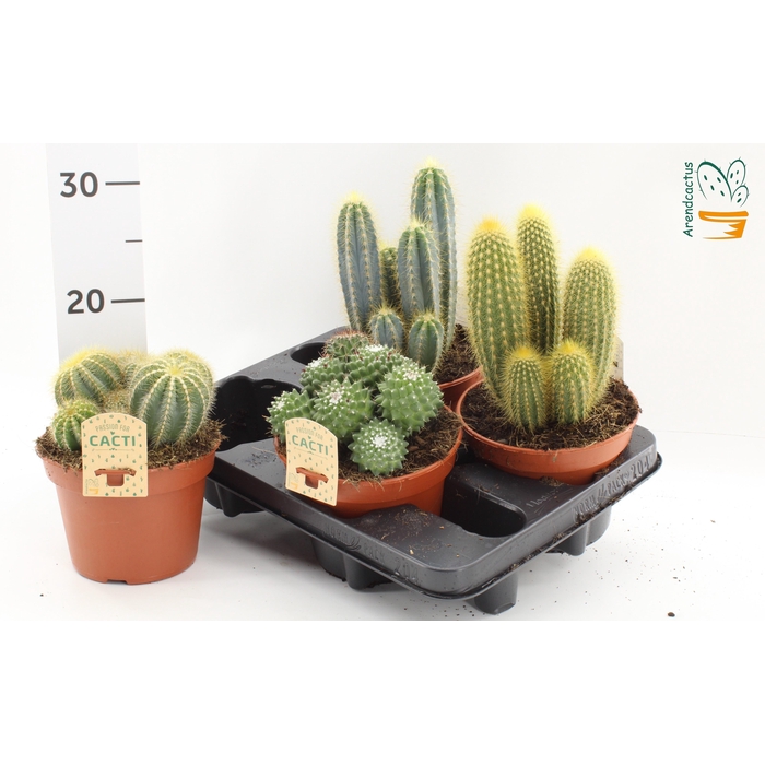 <h4>CACTUS GEM</h4>