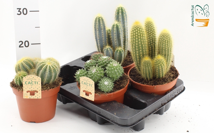 <h4>CACTUS GEM</h4>