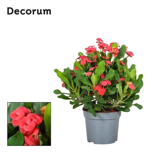 Euphorbia Milli Vulcano Decorum