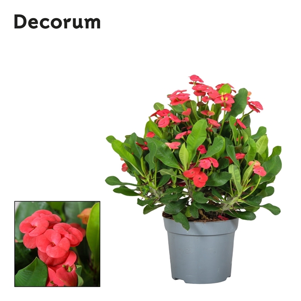 <h4>Euphorbia Milli Vulcano Decorum</h4>