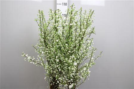 <h4>Prunus Gland Vertakt</h4>