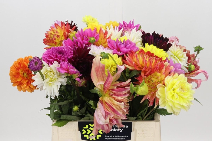 <h4>Dahlia Gemengd in bos</h4>