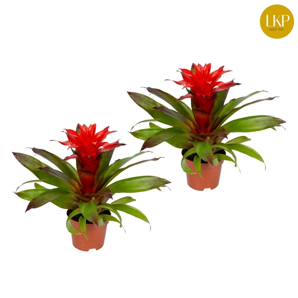 <h4>Guzmania Lorena Rood (Met Hoes)</h4>