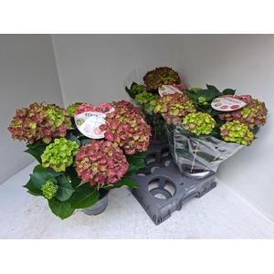 HYDR M REMBR ROSSO G