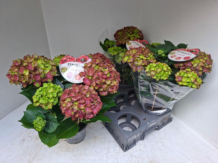 <h4>HYDR M REMBR ROSSO G</h4>