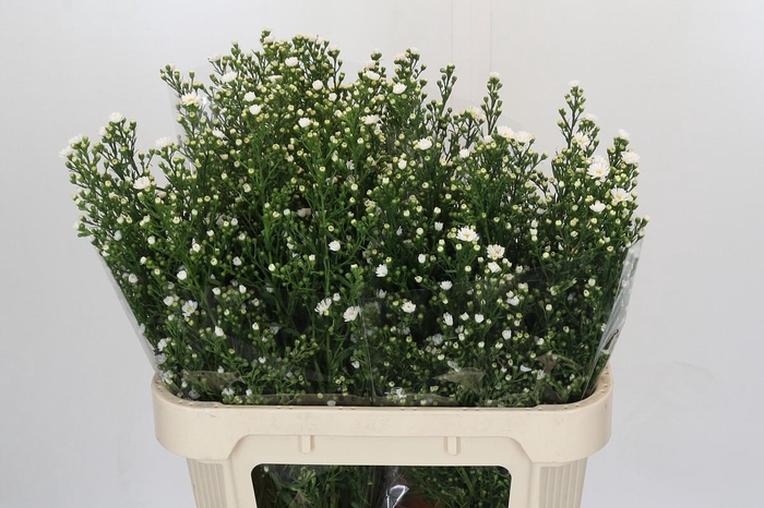 <h4>Aster Paquita</h4>