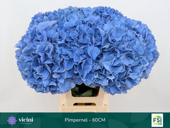<h4>Hydrangea 'Pimpernel' 20cm</h4>