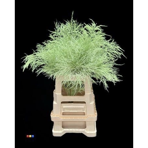 Treefern Mint