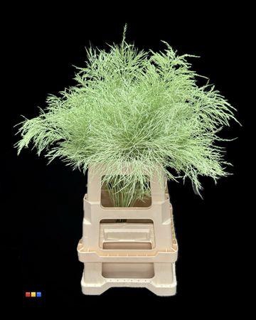 <h4>Treefern Mint</h4>