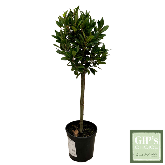<h4>Laurus nobilis 1/4 Stem P21</h4>