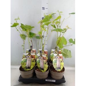 Vitis  'Muscat of Alexandria'