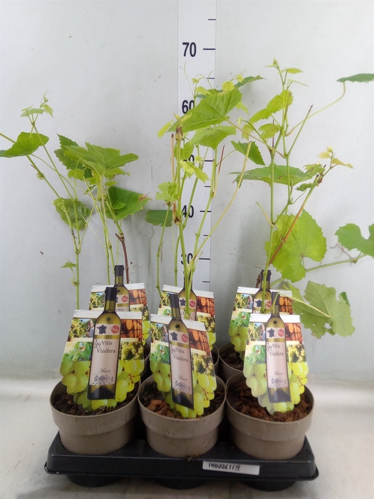 <h4>Vitis  'Muscat of Alexandria'</h4>