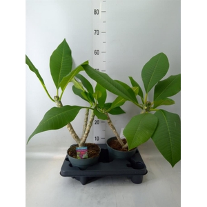 Plumeria rubra 'Hawaiian'   ...mix