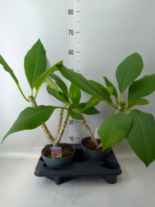 <h4>Plumeria rubra 'Hawaiian'   ...mix</h4>