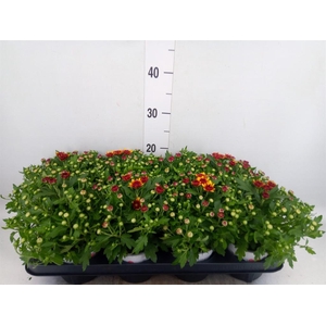 Chrysanthemum  'Podium Red Bicolor'