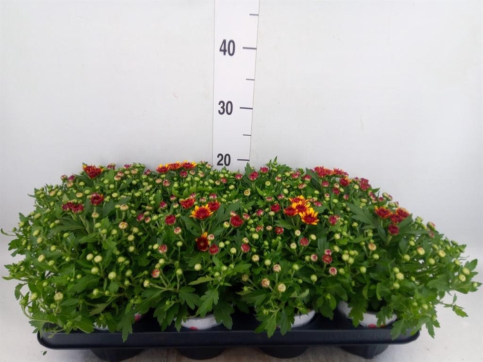<h4>Chrysanthemum  'Podium Red Bicolor'</h4>