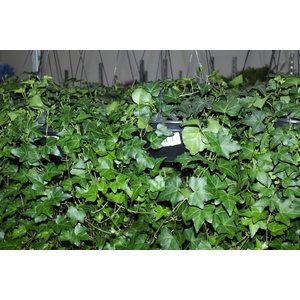 HEDERA VERDE C21