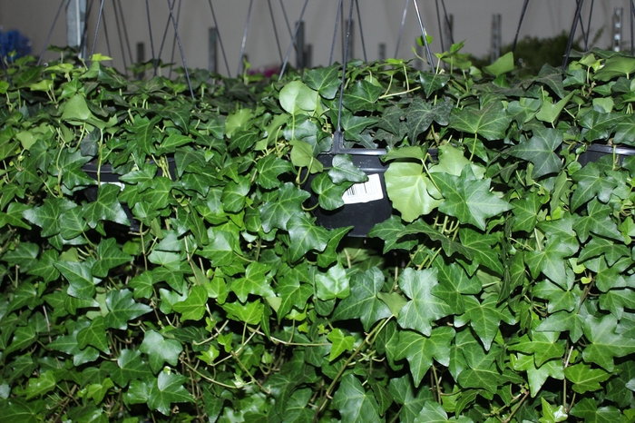 <h4>HEDERA VERDE C21</h4>