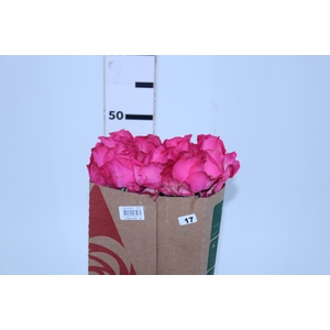 ROSA CHERRY AVALANCHE 050 CM PINK