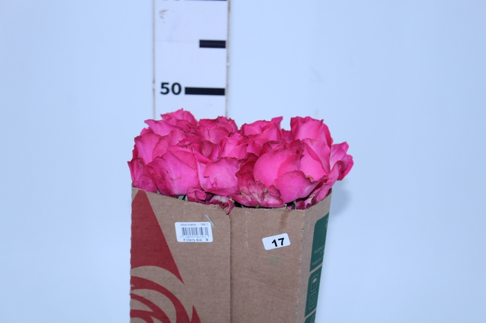 ROSA CHERRY AVALANCHE 050 CM PINK