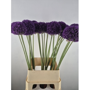 ALLIUM AMBASSADOR
