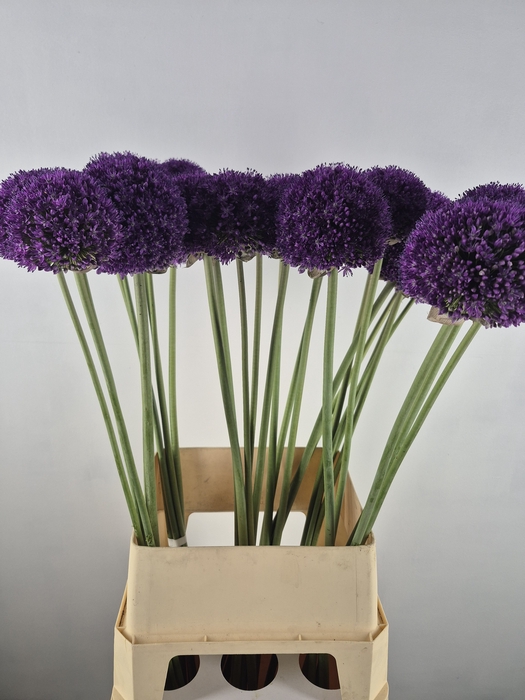 <h4>ALLIUM AMBASSADOR</h4>