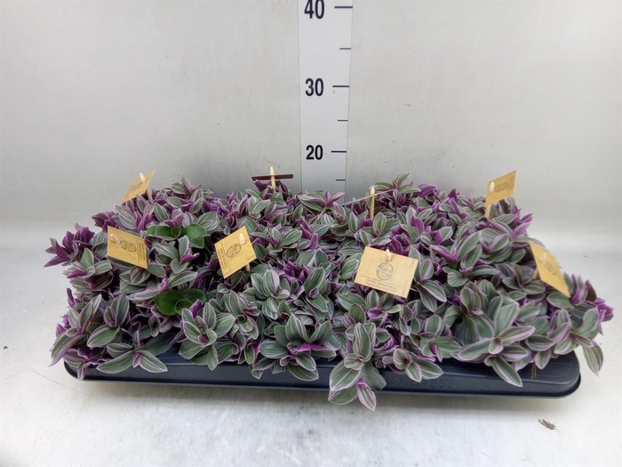 <h4>Tradescantia cerinth. 'Sweetness'</h4>