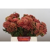 Kaaps Groen Red Brunia Medium
