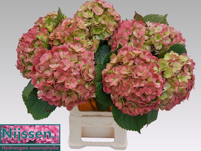 <h4>HYDR M ADORA CL</h4>