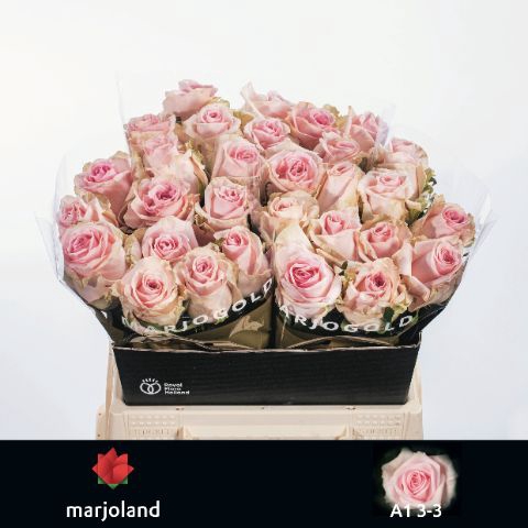 <h4>R Gr Sweet Dolomiti Marjoland</h4>