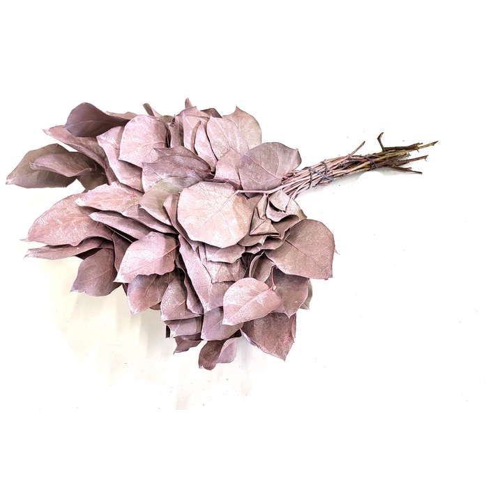 <h4>Salal tips dried per bunch Frosted Pink</h4>