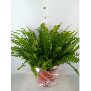 Nephrolepis exal. 'Green Lady'