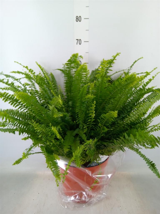 <h4>Nephrolepis exal. 'Green Lady'</h4>