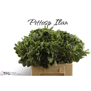 PITTOSP TO ILAN