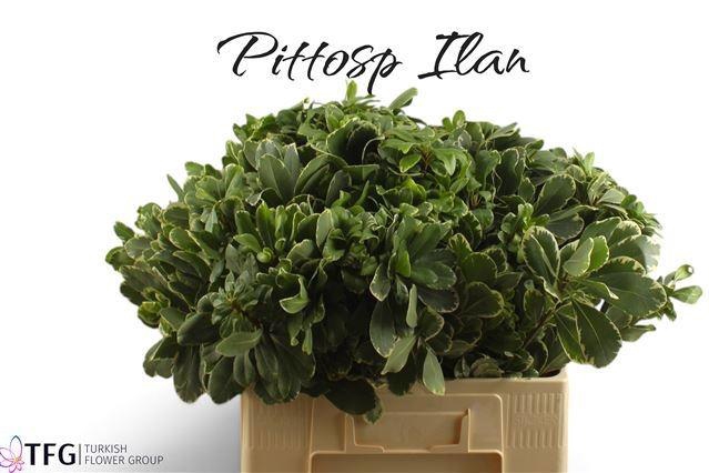 <h4>PITTOSP TO ILAN</h4>