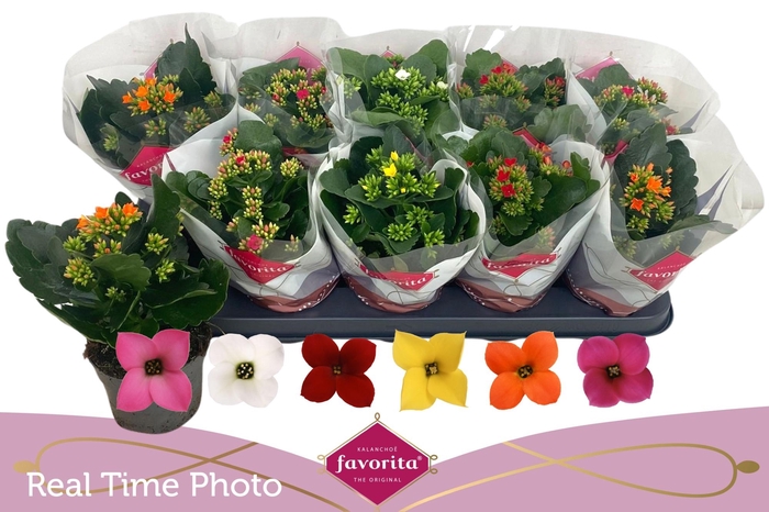 <h4>KAL EN GEM 6 KL</h4>