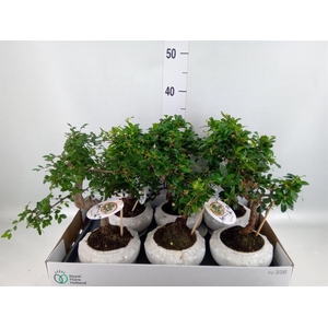 Bonsai   ...mix
